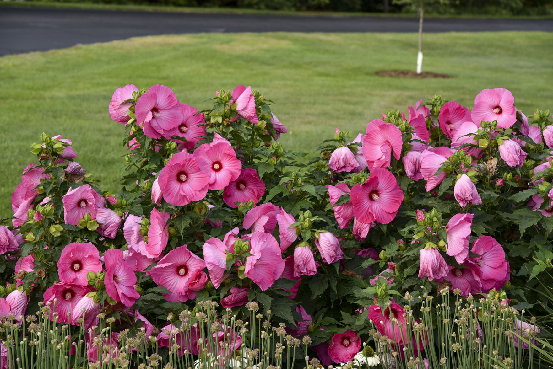 hibiscus four